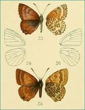 Harpendyreus reginaldi