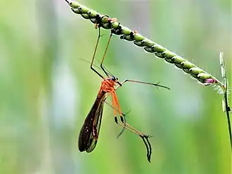 Harpobittacus septentrionis