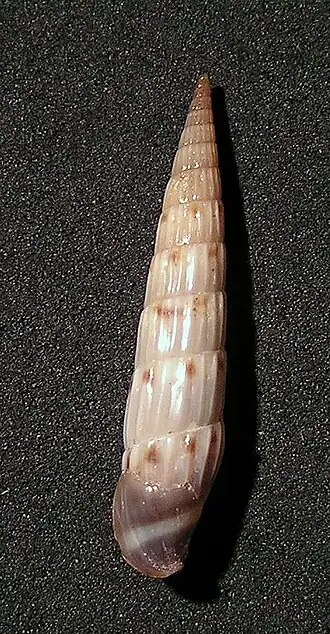 Hastula matheroniana