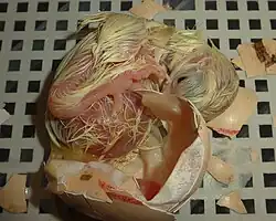 Uitkomst kippenei, kuiken trapt delen uiteen