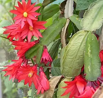 Schlumbergera gaertneri
