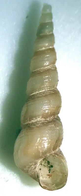 Turritella cingulifera