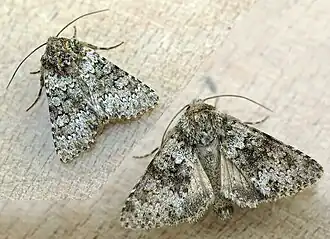 Hecatera dysodeaKompassla-uil