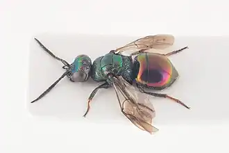 Hedychridium cupreum