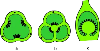 Zaadknoppena: wandstandigb: hoekstandigc: randstandig