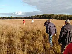 Heide van Allardsoog