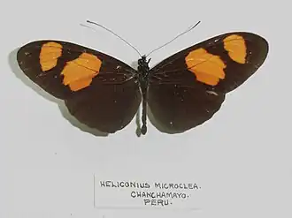 Heliconius microclea