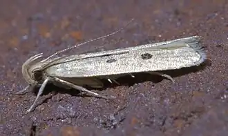 Helcystogramma melanocarpa