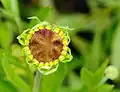 Zonnekruid, Helenium 'Vivace'