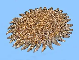 Heliaster microbrachius