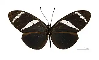 Heliconius antiochus