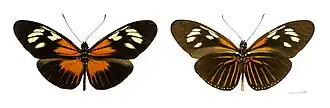 Heliconius demeter