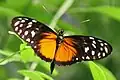 Heliconius hecale