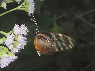 Heliconius hecalesia
