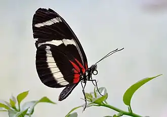 Heliconius hewitsoni