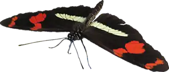 Heliconius telesiphe