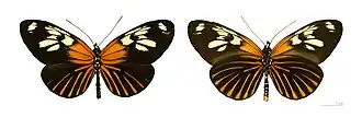 Heliconius xanthocles