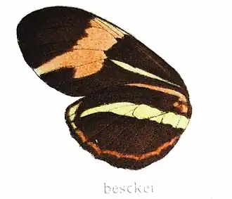Heliconius besckei