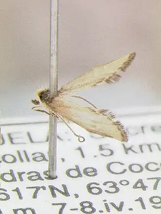 Helicopsyche angulata