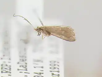 Helicopsyche dominicana