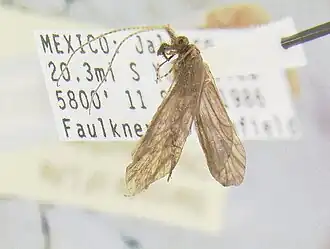 Helicopsyche mexicana