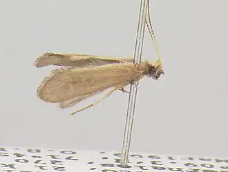 Helicopsyche septifera