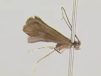 Helicopsyche singularis