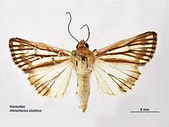 Heliocheilus cladotus