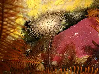 Heliocidaris erythrogramma in Tasmanië