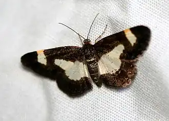 Heliomata cycladata