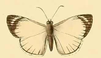 Heliopetes leucola