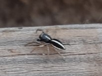 Heliophanus edentulus