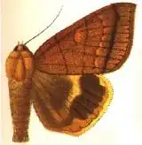 Achaea catocalina