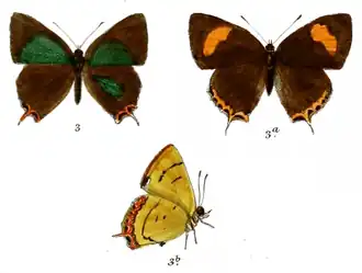 Heliophorus viridipunctata