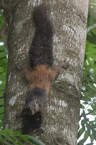 Heliosciurus mutabilis