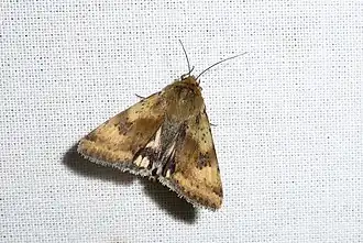 Heliothis maritimaheidedaguil