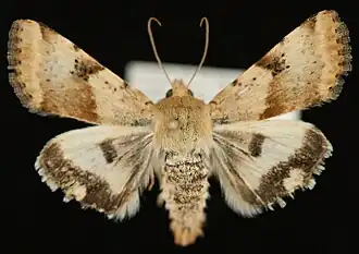 Heliothis phloxiphaga