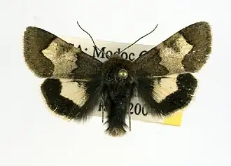 Heliothis proruptus