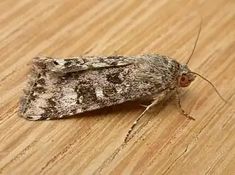 Heliothis punctifera