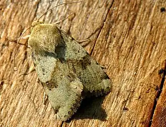 Heliothis viriplacalichte daguil