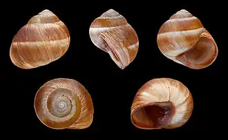 Helix cincta
