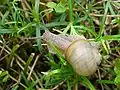 Helix lutescens; Alleen in de Karpaten