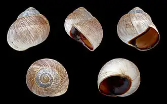 Helix melanostoma