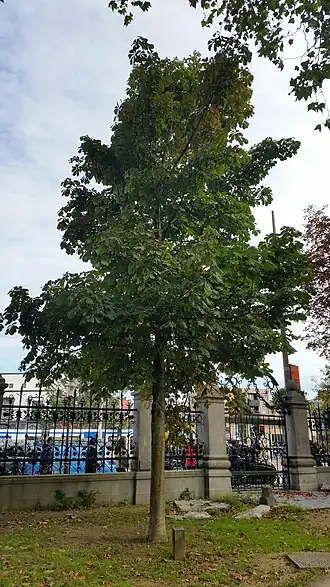 Boom Hella S. Haasse (oktober 2019)