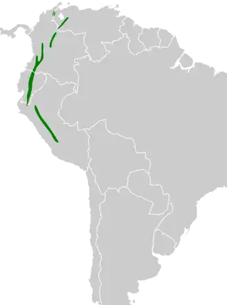 Witbrauwstekelstaart