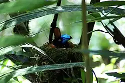 Helmvanga op het nest