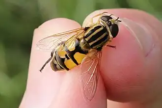 Helophilus latifrons