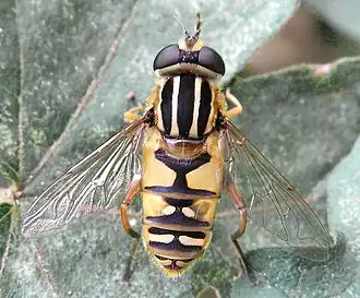 Gewone pendelvlieg(Helophilus pendulus)