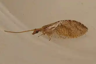 Hemerobius pacificus