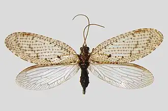 Hemerobius simulans